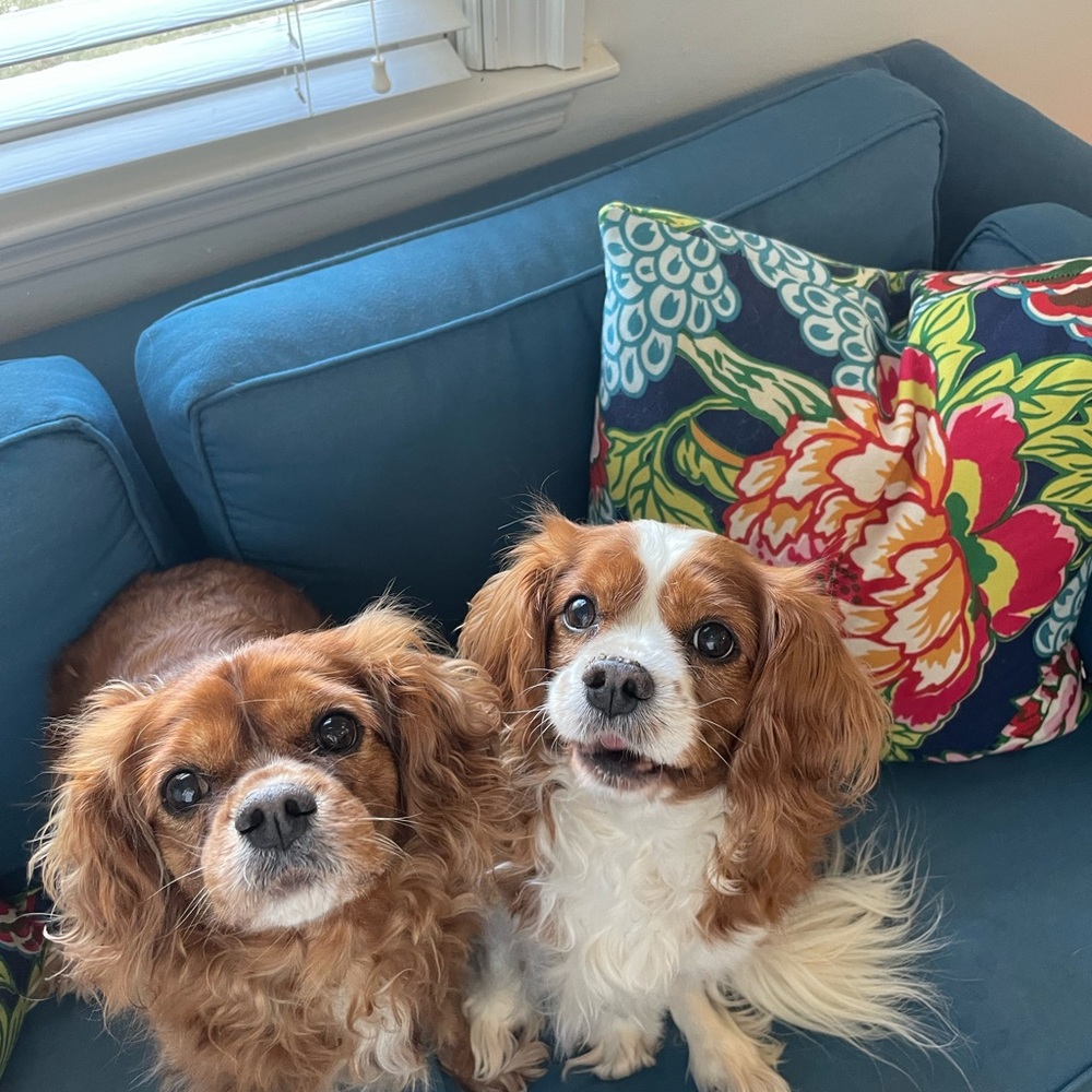 Meet your Posher, Kate